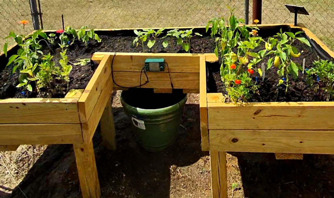 The same U-shaped elevated bed fully planted with peppers, tomatoes, and marigolds